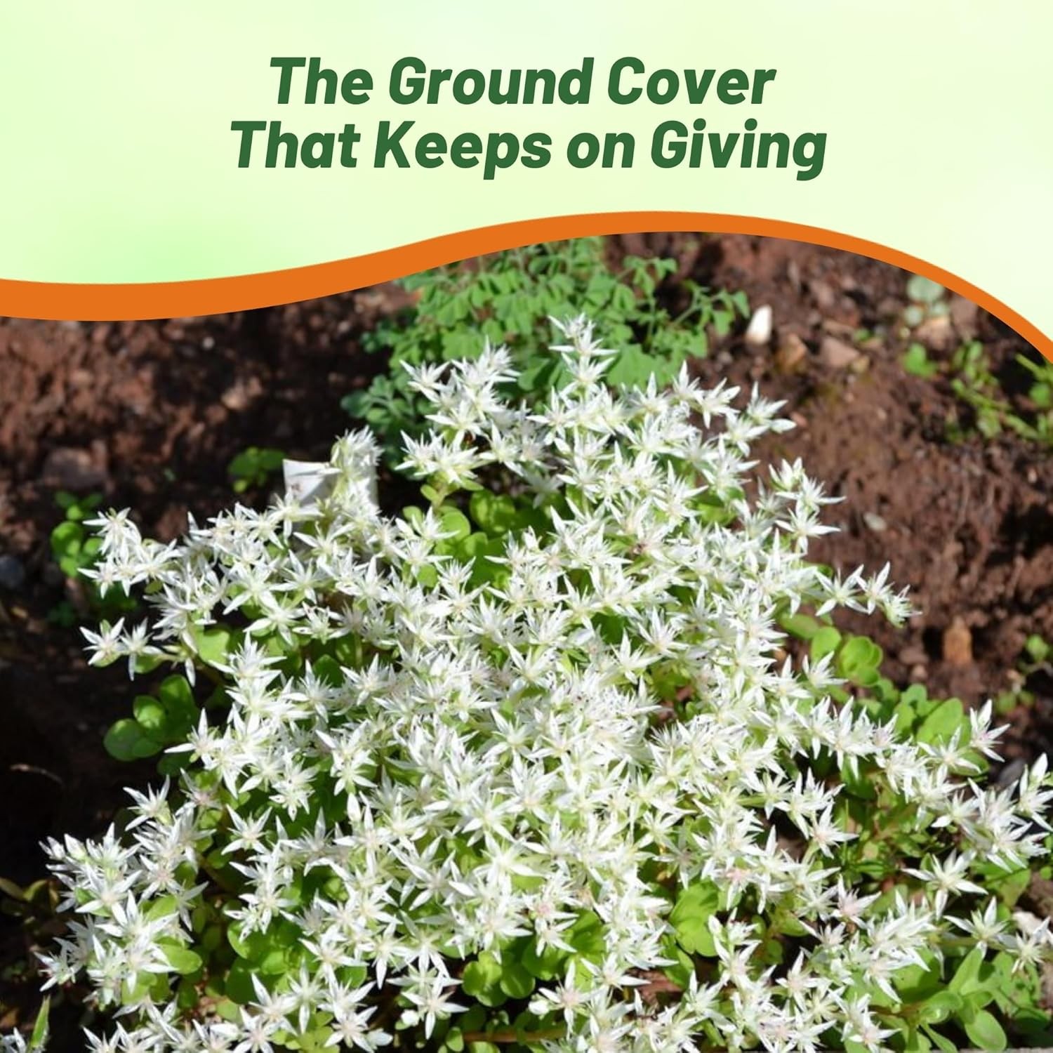 2000 Seeds Sedum Oktoberfest Drought Tolerant, Spreading, Ground Cover Plant