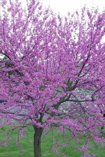 30 Redbud Tree Seeds 2025 Seeds For Planting Free Shipping