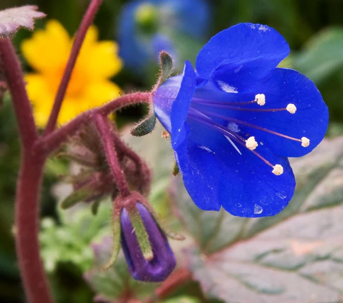California Bluebell Seeds | Phacelia Blue Canterbury Wild Desert Bells Seed 2025