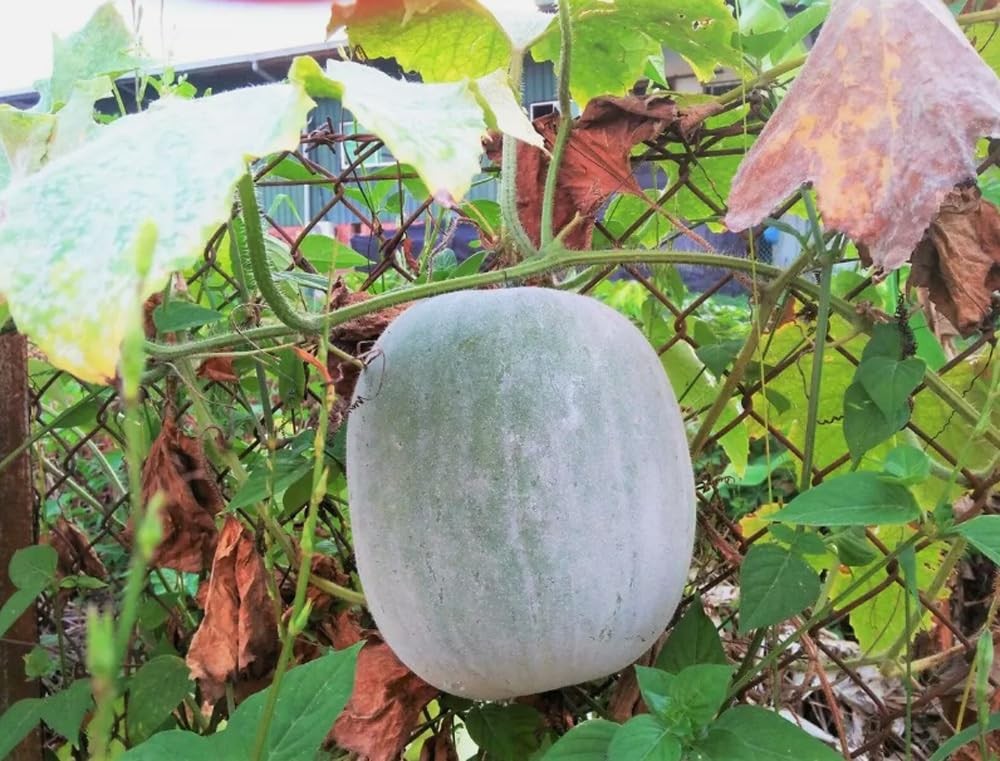 Giant Round Wax Gourd Seeds – 25PCS Heirloom Vegetable Garden Seeds