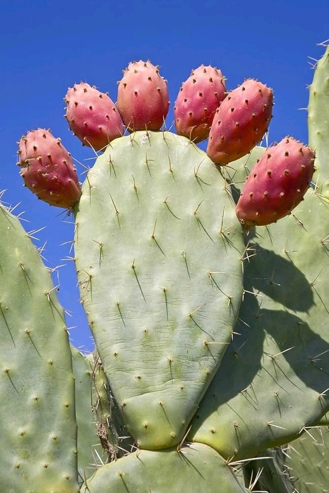 50 Seeds Pink Fruit Prickly Pear Cactus. 50 Semillas de Nopal Tunero ROSA