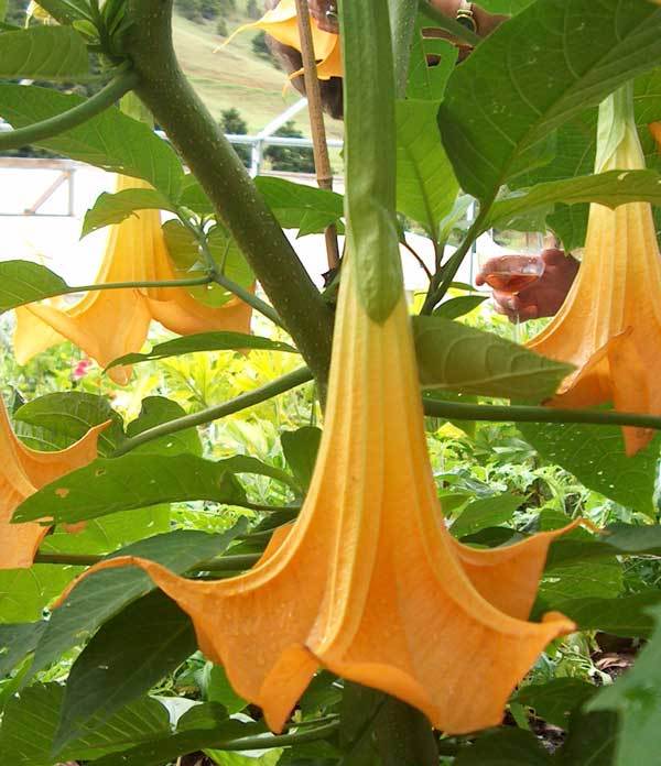 Brugmansia suaveolens ORANGE ANGELS TRUMPET Seeds!