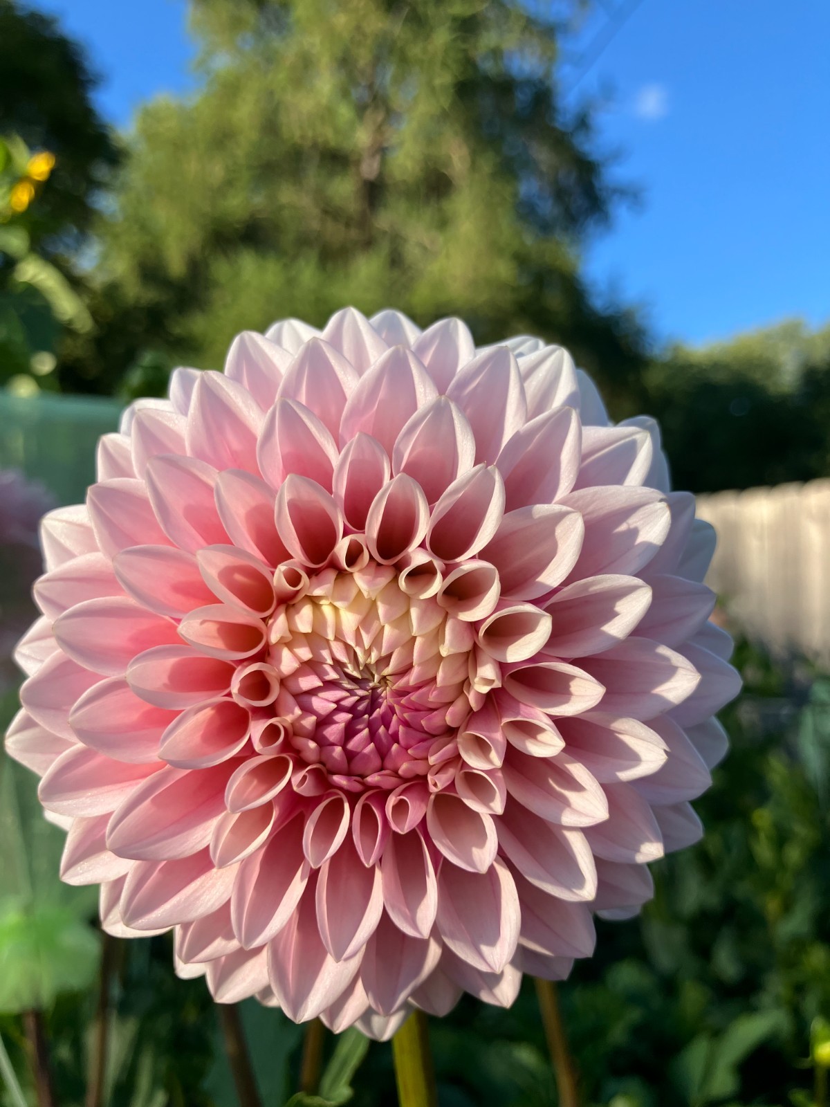 dahlia tubers bulbs LOT of eight – dahlia tuber bundle