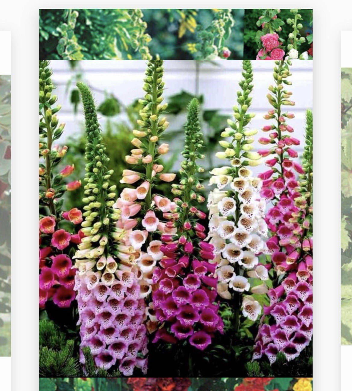 500+ SEEDS FOXGLOVE MIX SEEDS AUTUMN PERENNIAL FLOWERS BUY2Get1Free(add2incart