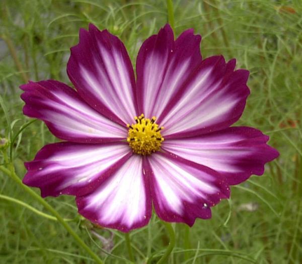 Cosmos Sensation Picotee -50 Seeds. – Cosmos bipinnatus