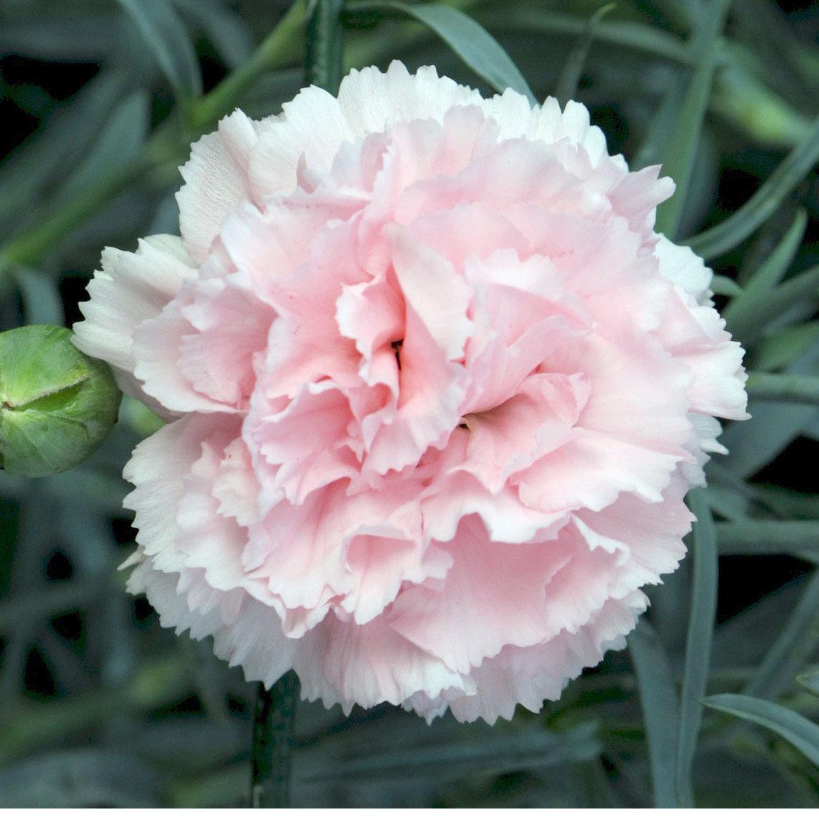 Dianthus caryophyllus Chabaud La France 10 seeds