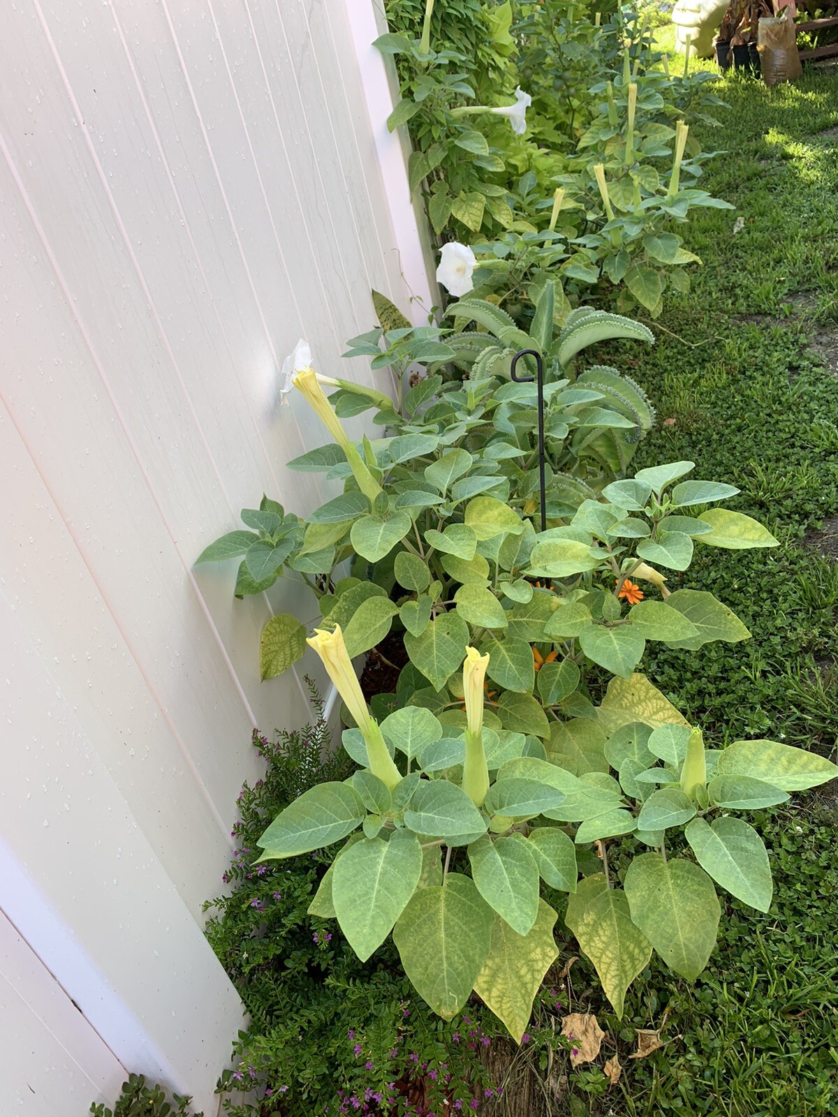 (400 SEEDS) White Moon Flower Angel’s Trumpet Day&Night Bloom Datura. 2023Seeds