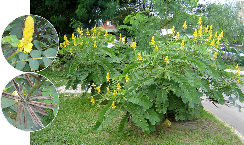 Candle Bush, (Senna alata), Cassia alata, Shrub Seeds (Fast, Showy)