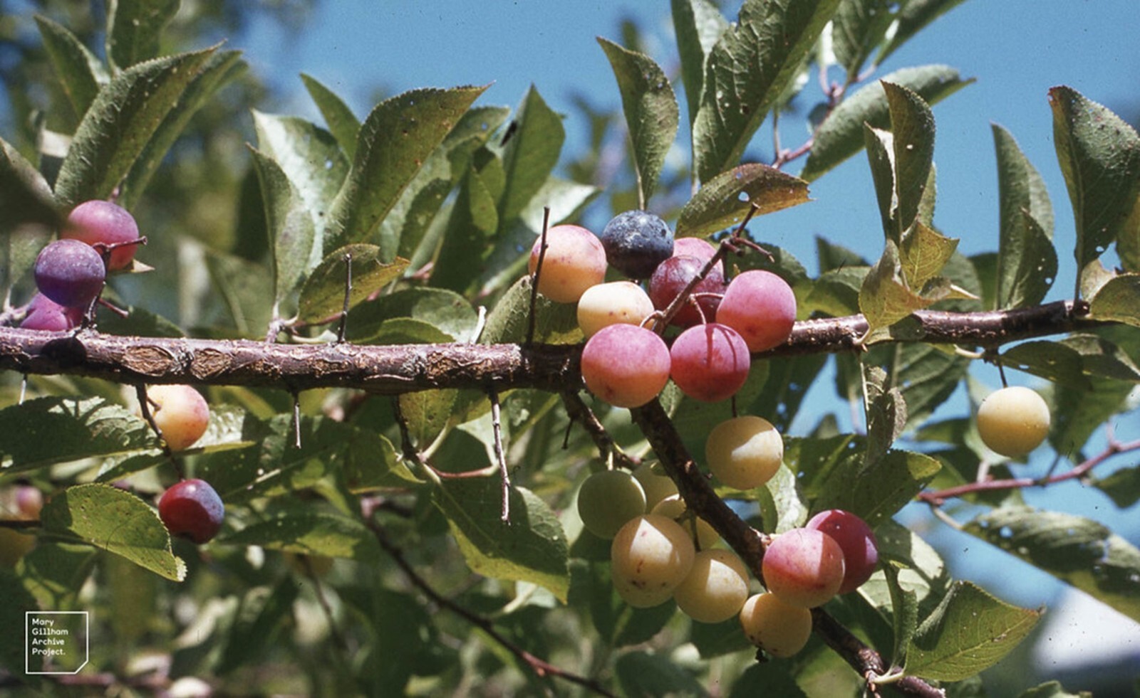 Beach Plum Seeds {Prunus Maritima} 10 Pre-Stratified Seeds | Free Shipping!