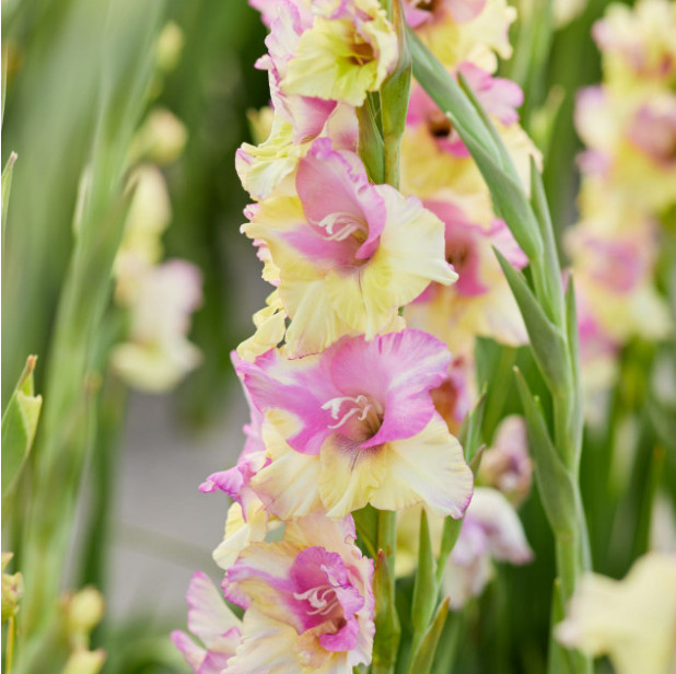 Pack of 5 Gladiolus ‘Mon Amour’ Size 12/14cm Corms Bulbs, Pink Ivory Pale-Yellow