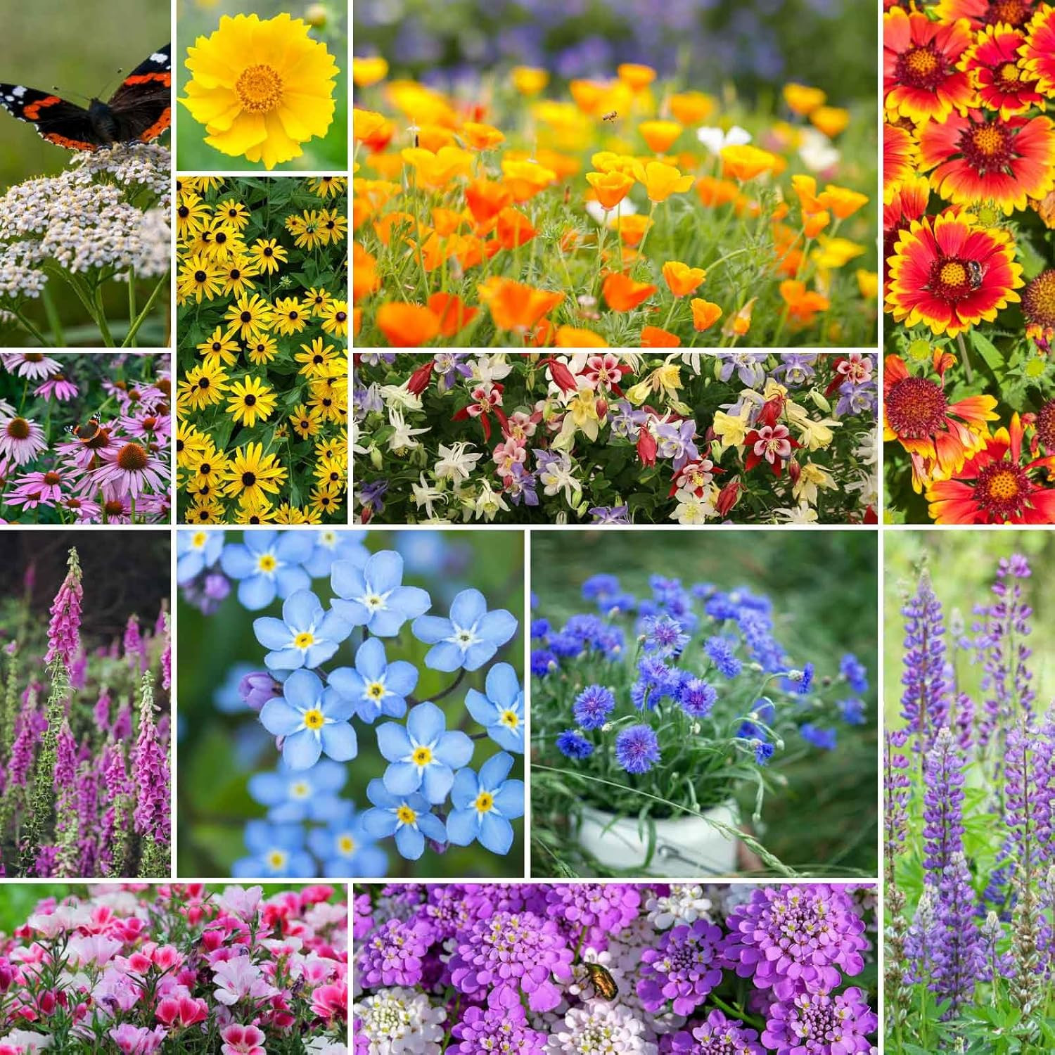 Deer Resistant Wildflower Mixed for Planting, 1/4 Lb, 120,000+ with Foxglove,