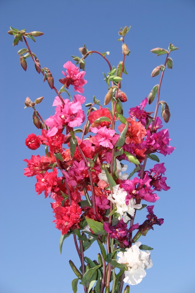 Clarkia Flower Seeds unguiculata Garland Mountain Mix (2000 to 20,000 Seeds)