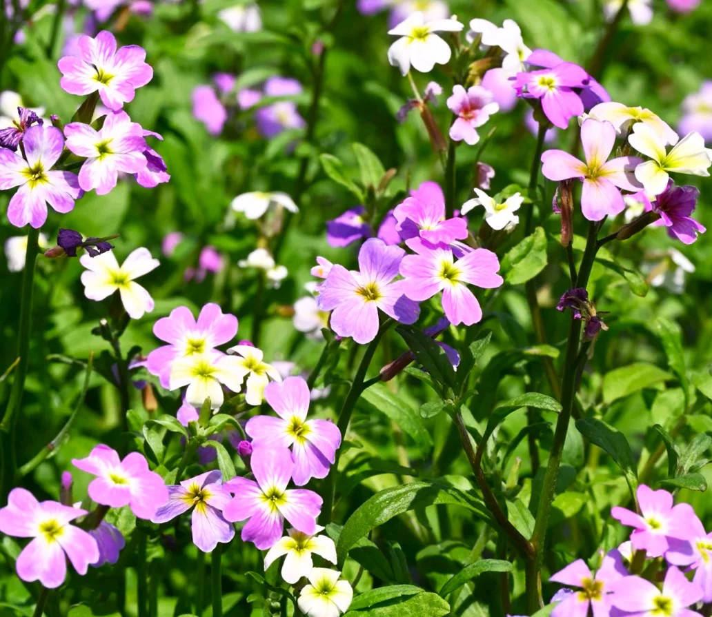 Virginia Stock Mix Seeds – For 2025 Planting Highly Scented Fragrant Low Growing