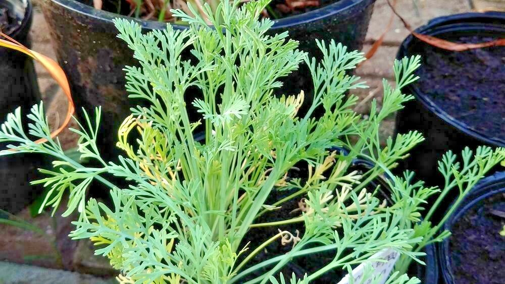 1001+WHITE Linen CALIFORNIA POPPY Flower Seed Native Wildflower Garden Container