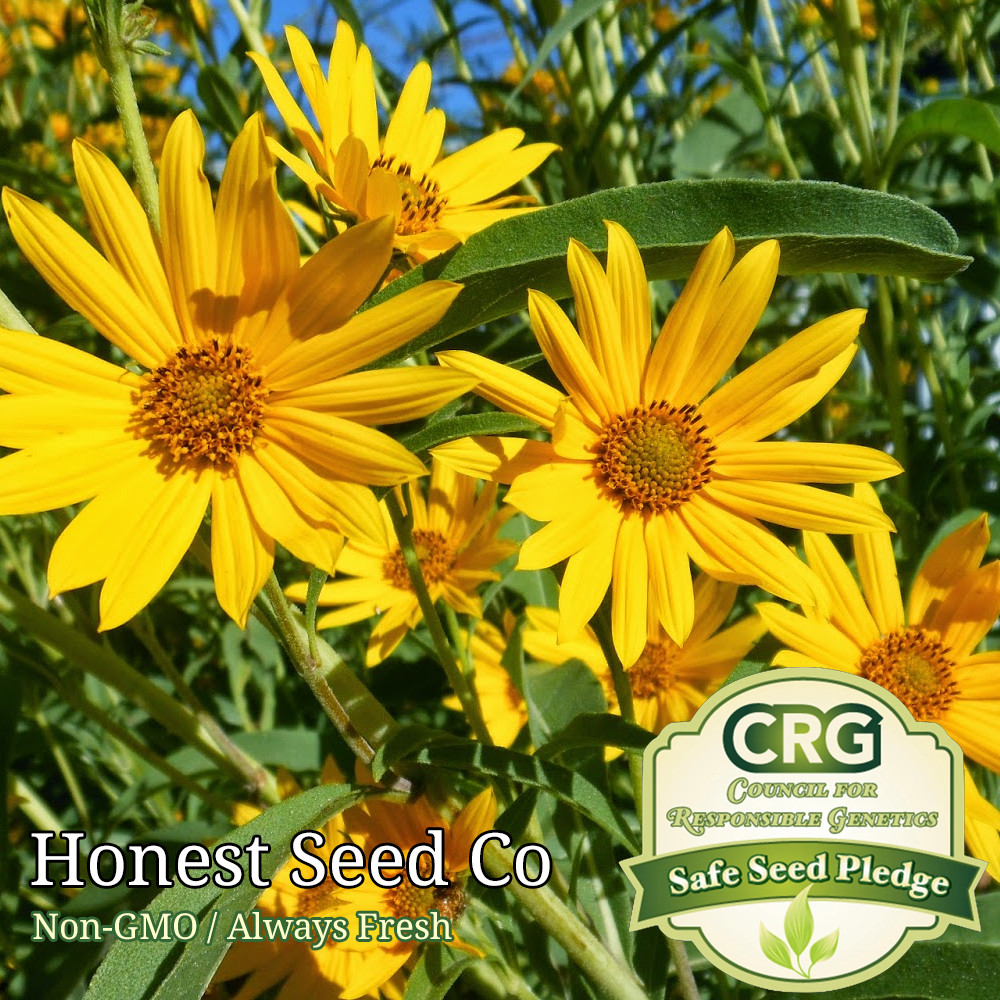 250+ MAXIMILIAN Sunflower PERENNIAL Seeds | Non-GMO | 8 ft tall – USA Free Ship