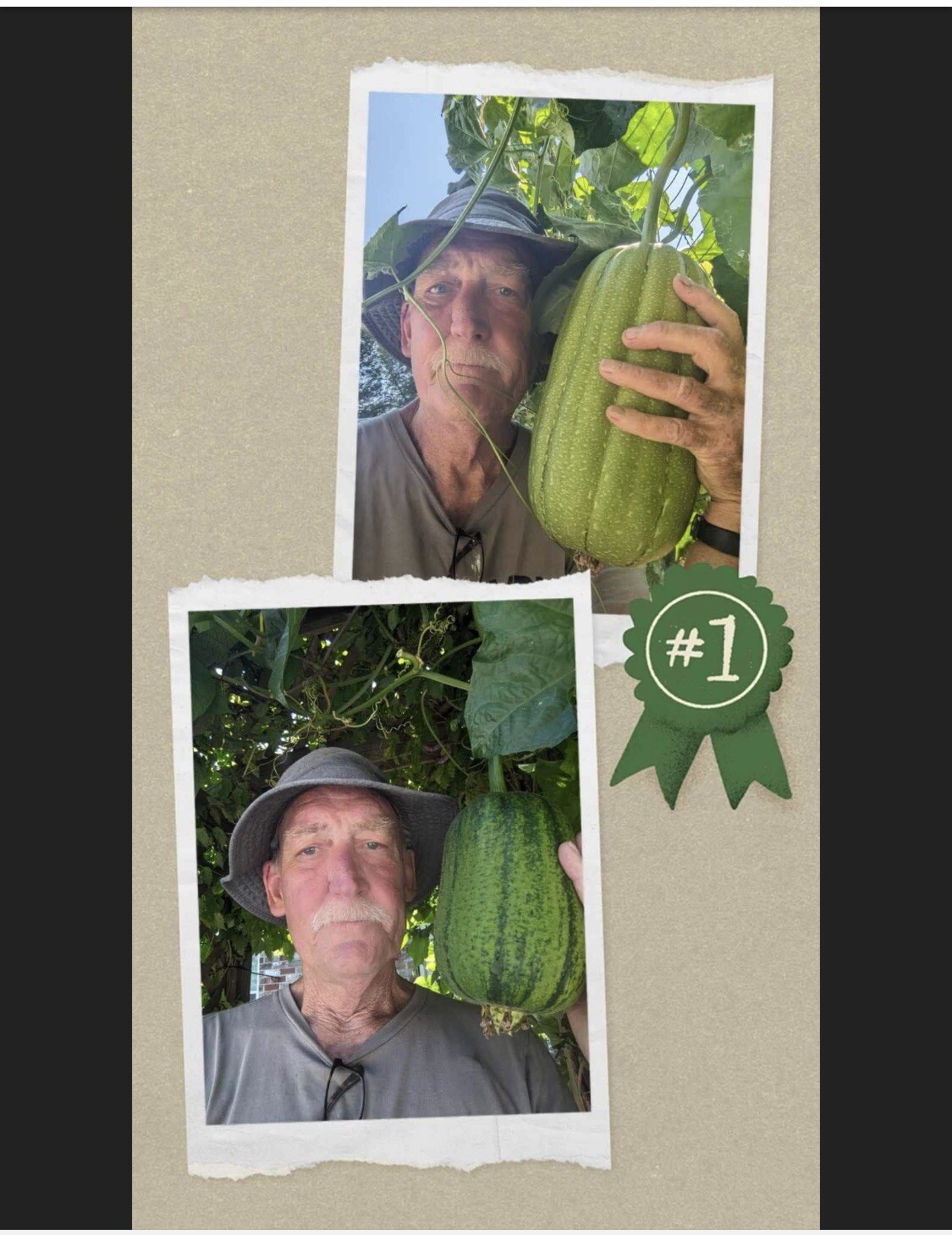 20 Virginia Huskie luffa sponge seeds, For The Love Of Luffa! Loofah by Jim Hall