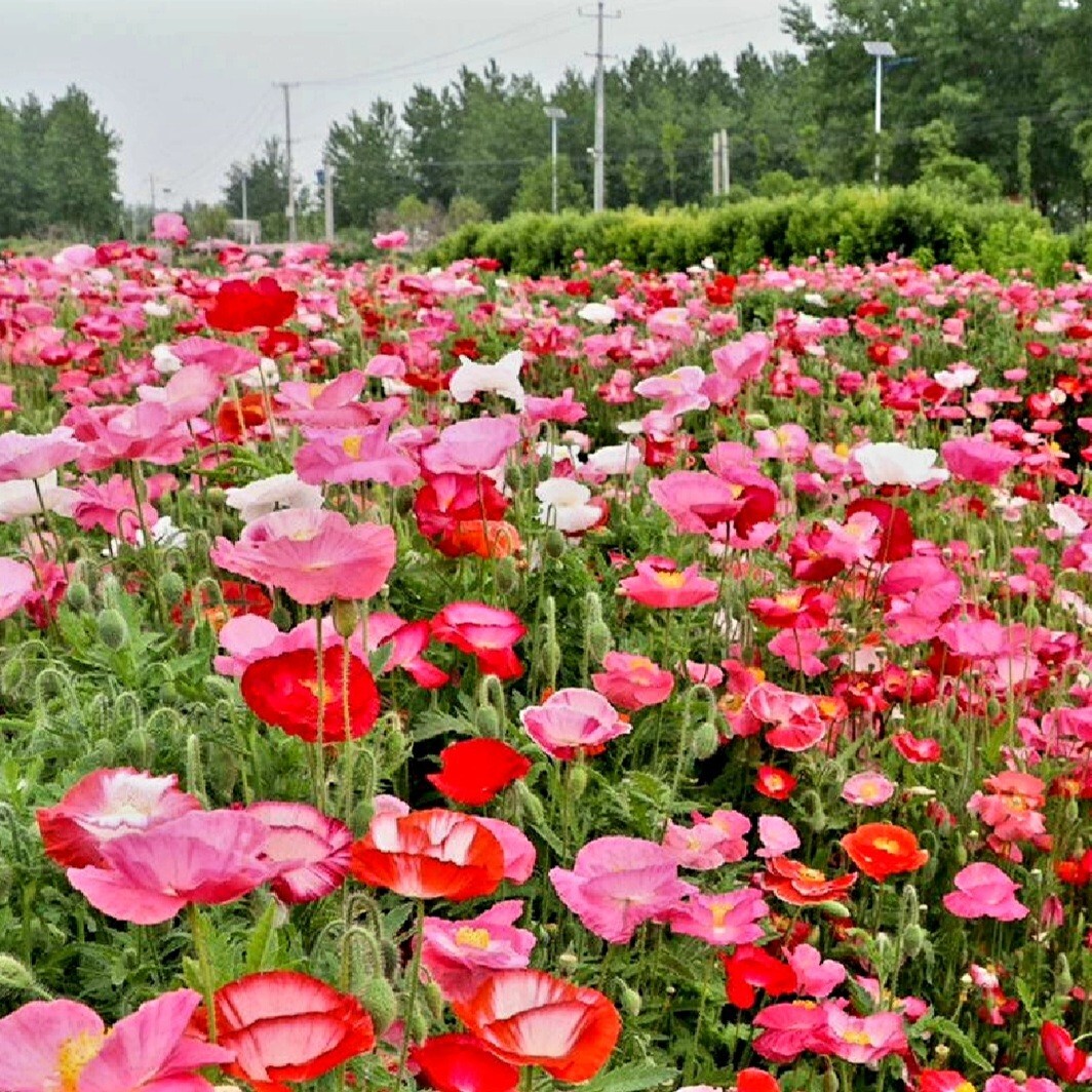 8000 Red Papaver Rhoeas Seeds Poppy Heirloom Rare Poppies Himalayan Meconopsis