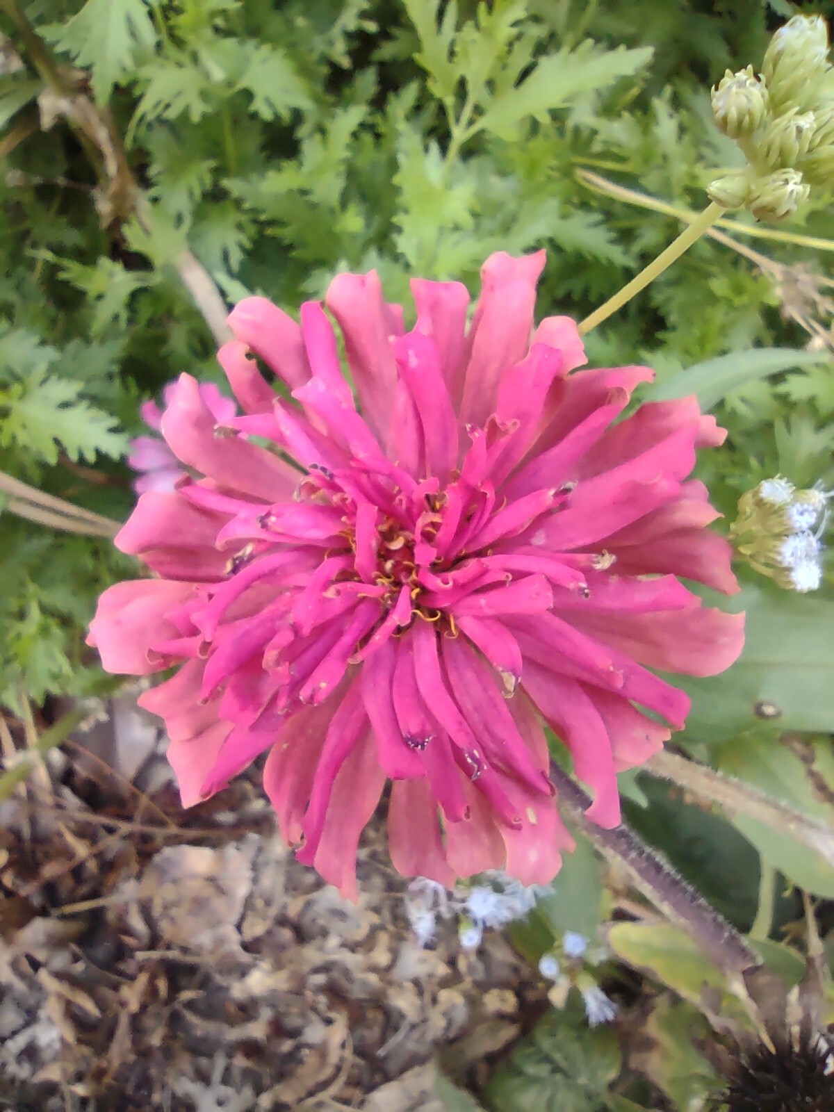 Zinnia Seeds, 5 Dry Head,Giant Cut Come Again, Zinnia Flower Seed,Free Shipping
