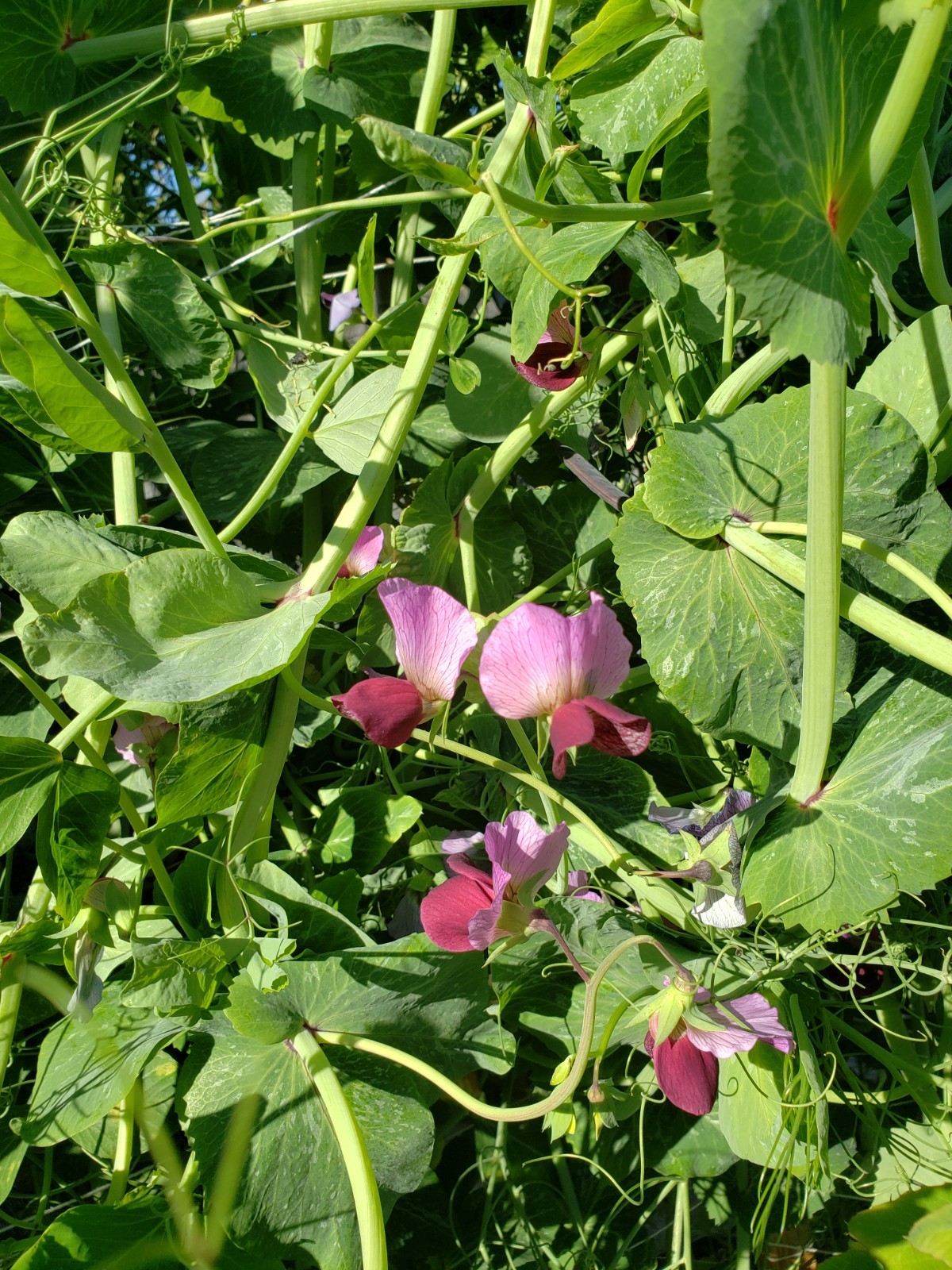 Sugar Magnolia purple snap pea seeds Non-GMO, 40 Seeds