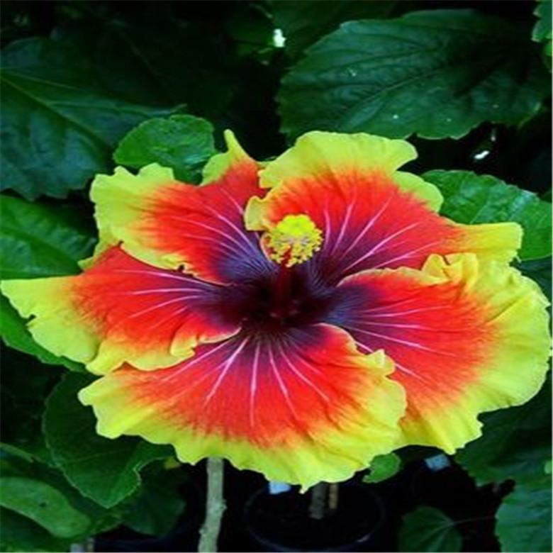 20 HIBISCUS FLOWER SEEDS rare exotic bloom plant garden bed bush germination