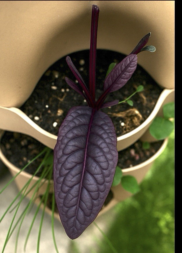 Rainbow Swiss Chard/Joy Midnight/malabar spinach/ Dragon’s fire aragula