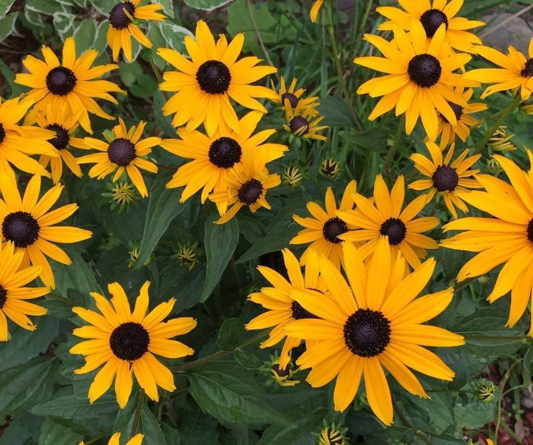 Rudbeckia Black Eyed Susan Perennial Flower Seeds Mini Sunflowers