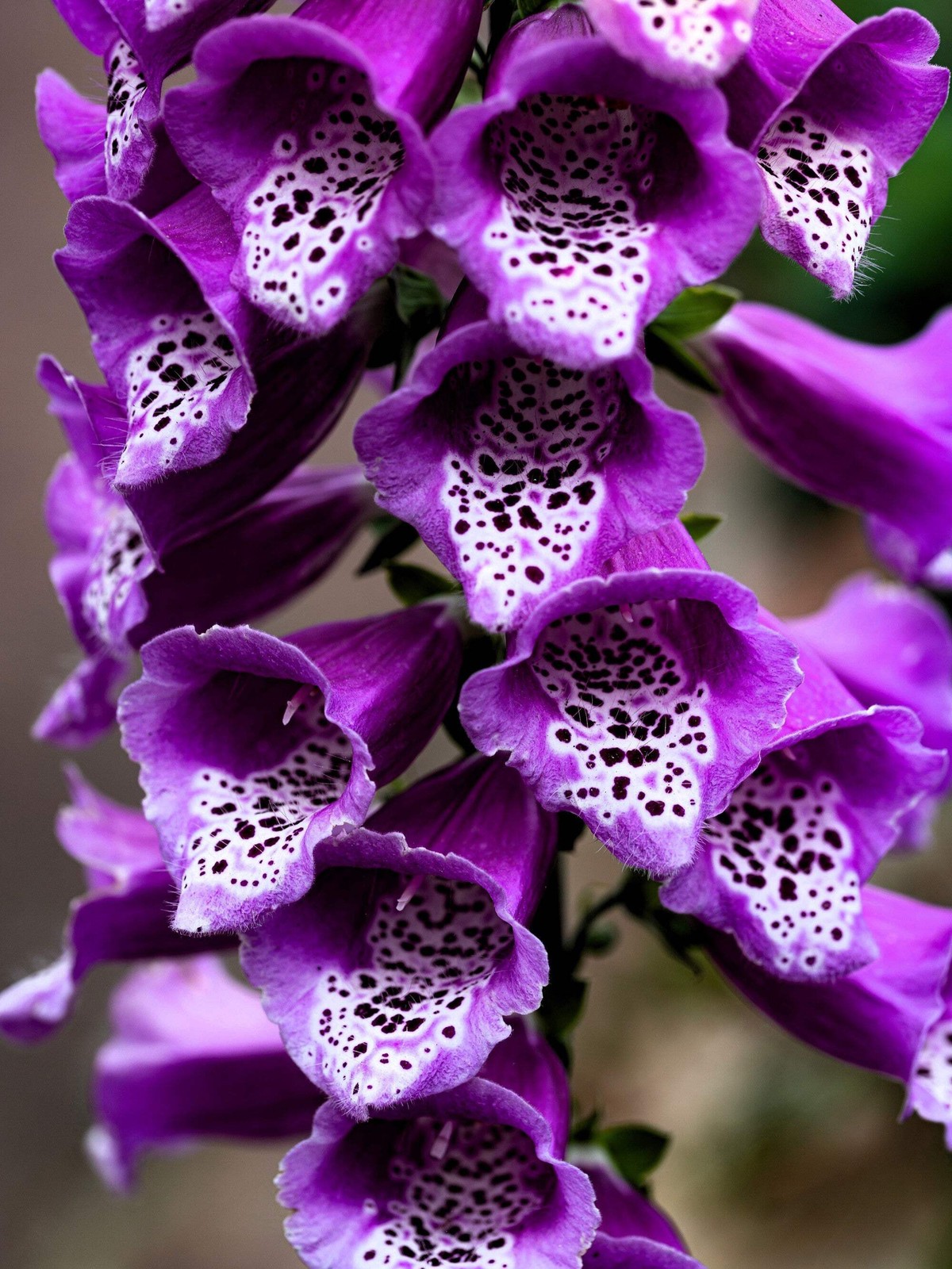 1000 FOXGLOVE EXCELSIOR MIX Digitalis Purpurea Flower Seeds *Flat S/H