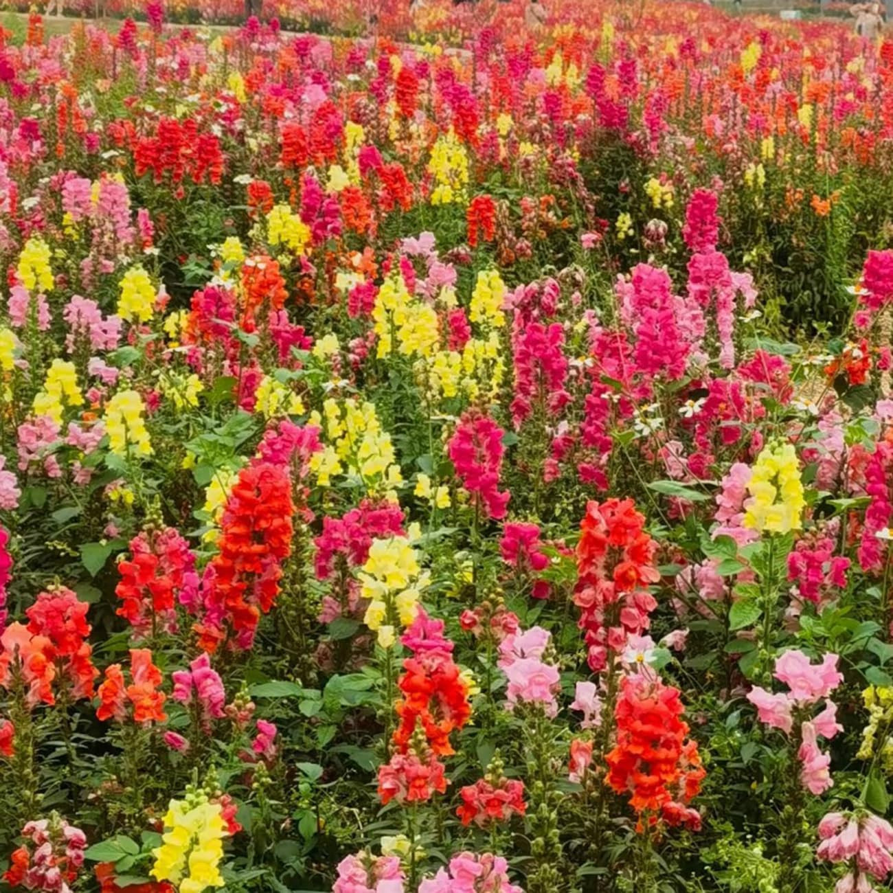 6000+ PCS Snowflake Snapdragon Flower Seeds Antirrhinum Majus Rare Flower Seed O