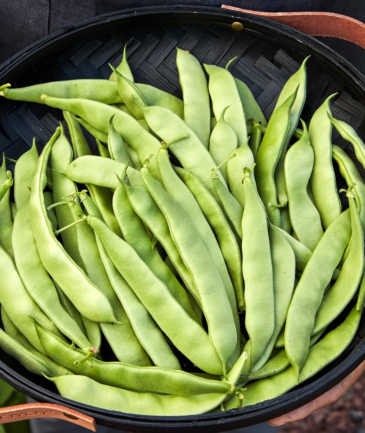 Early Italian Bush Bean Seeds 2 Oz – Perfect for Small Spaces & Containers