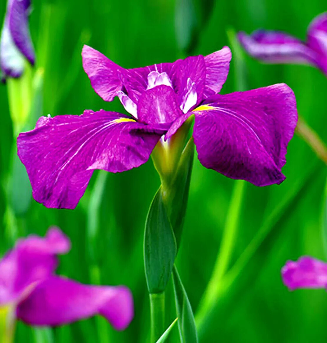 JAPANESE IRIS ENSATA – 50+ SEEDS – NEW CROP – MADE in USA – LOOK!