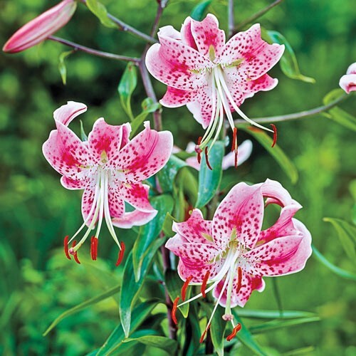 1 – UCHIDA LILY Flower Bulb – PERENNIAL – Style Beauty & Color – US Seller