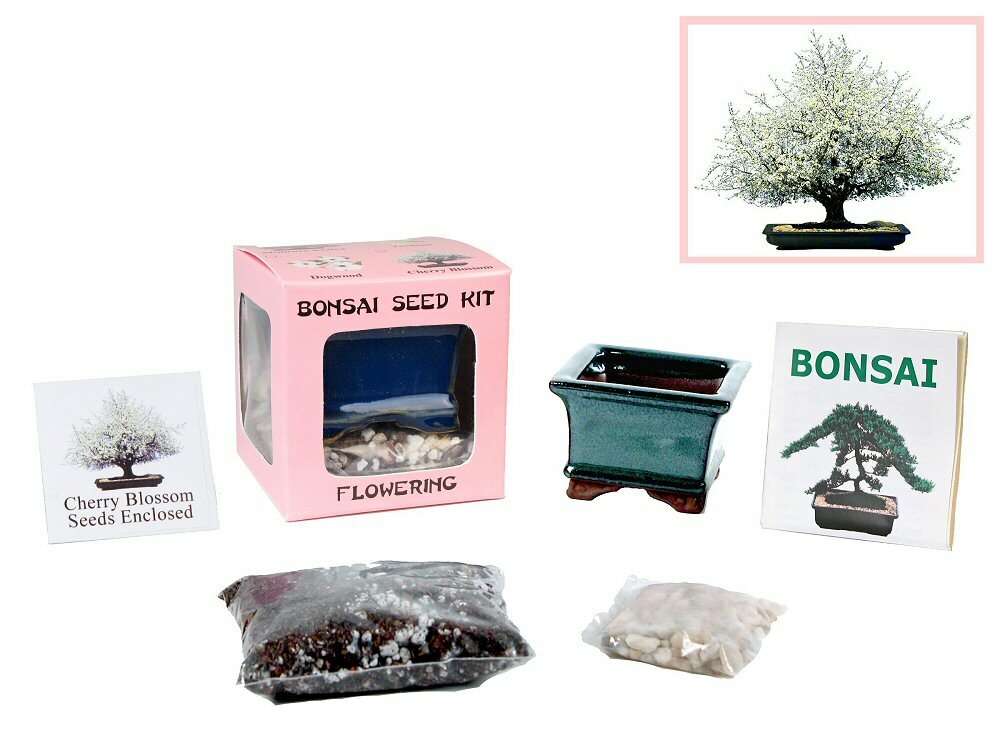 Special Price 3-for-4 Bundle Eve’s Bonsai Seed Kit to Grow Bonsai Tree from Seed
