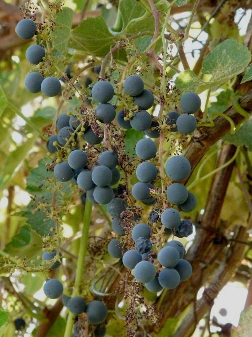 Vitis californica CALIFORNIA GRAPE Seeds!