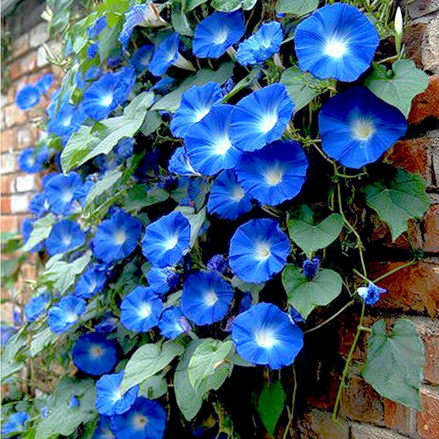 250 Fast-Growing Blue Morning Glory Seeds – Attract Butterflies & Hummingbirds!