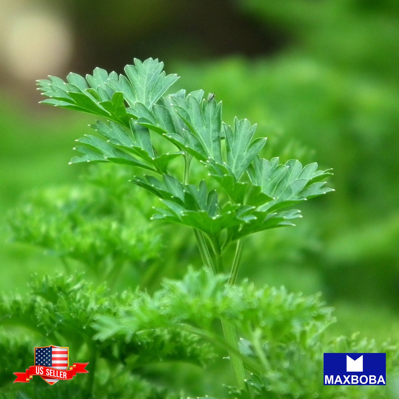 1200 Parsley Herb Seeds Evergreen Non-GMO Heirloom