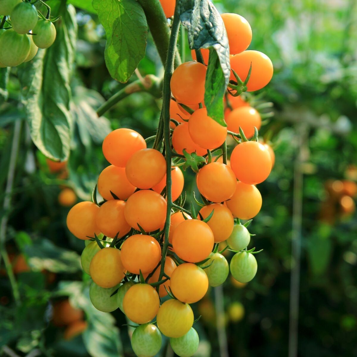50+ SEEDS SWEET ESTERINA CHERRY TOMATO, USA