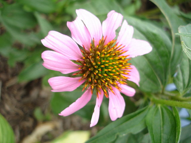 Echinacea tennesseensis | Tennessee Coneflower | 10 Seeds