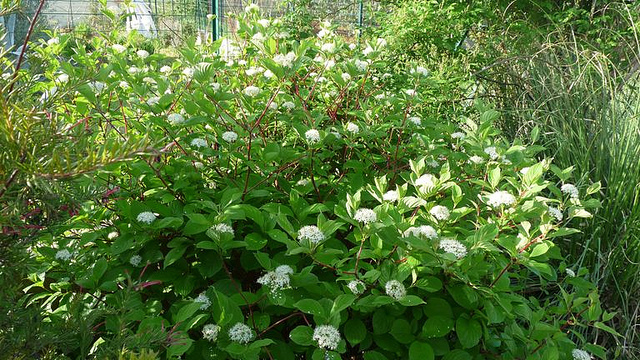 Coral Bark Dogwood Shrub (Siberian Tatarian Dogwood) Cornus alba sibirica, Seeds