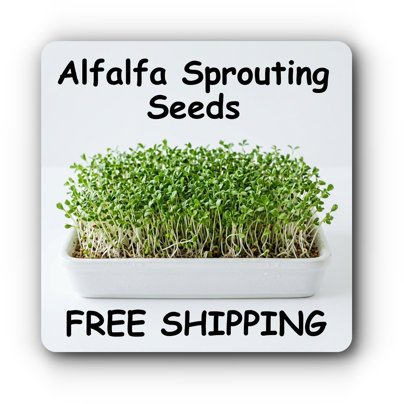 5grams 2500 seeds USA Non-GMO Organic Alfalfa Sprout Microgreens Seeds FREE SHIP
