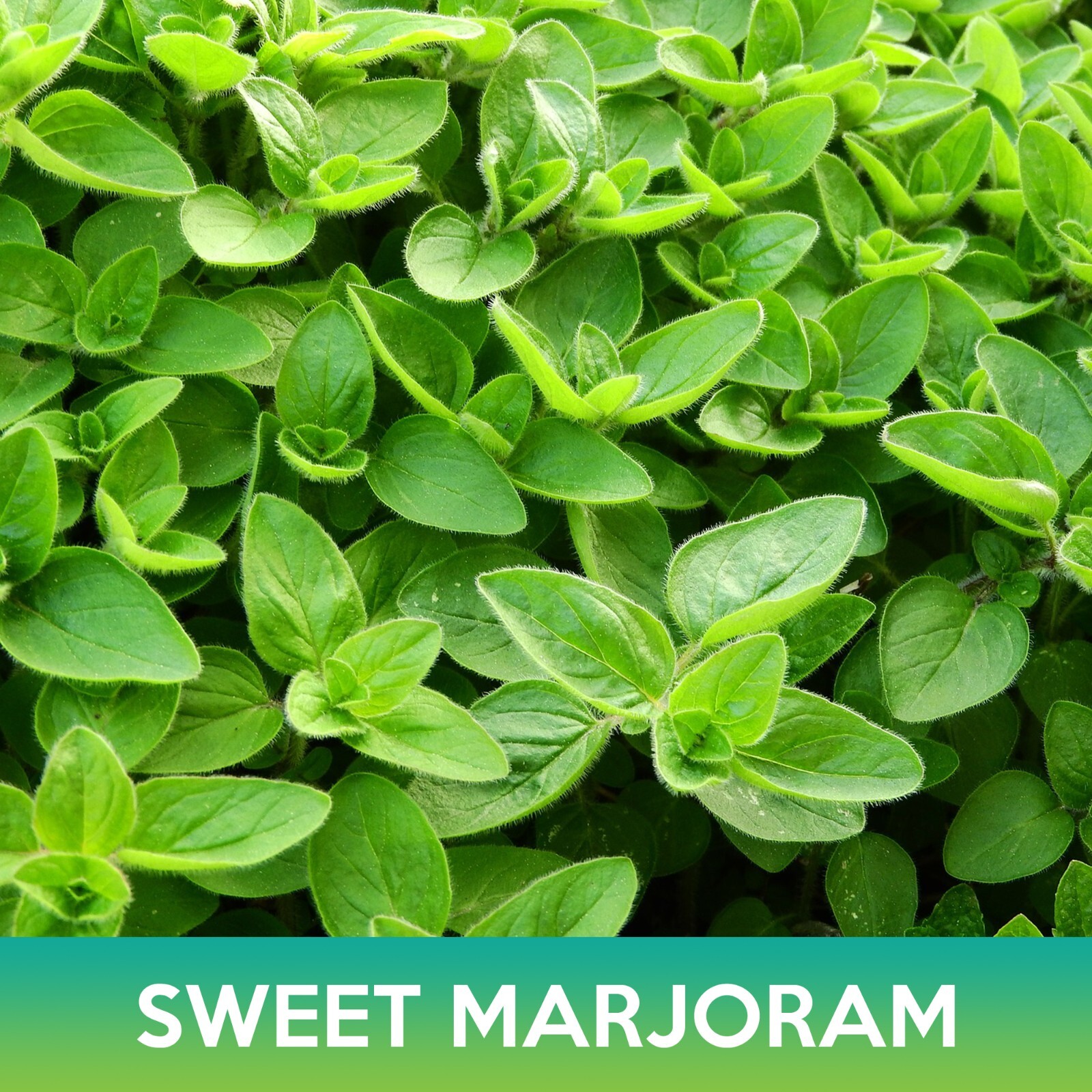 Sweet Marjoram Seeds, Origanum majorana