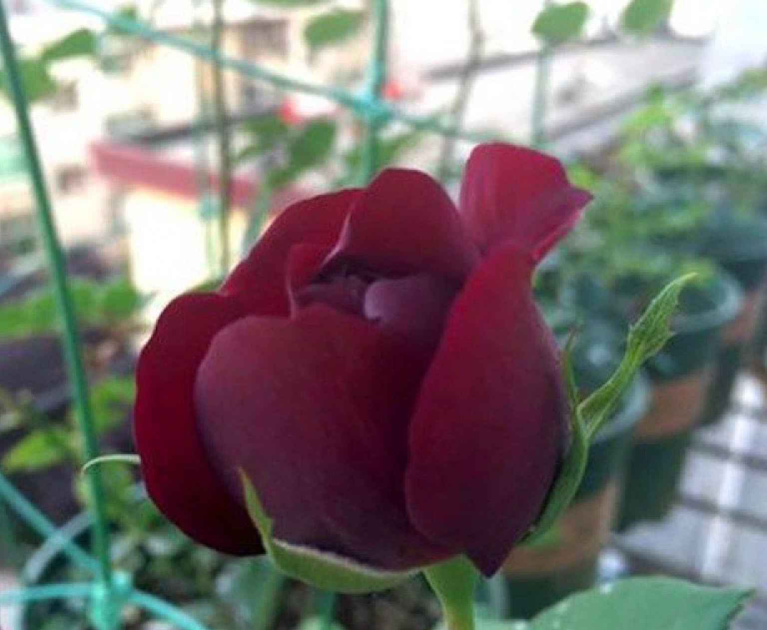 20 SEEDS for CLASSIC DARK RED MAROON Rose flower Bush exotic plant USA Seller