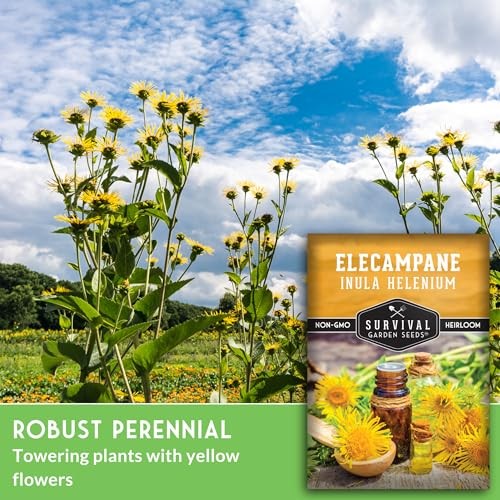 Elecampane Seeds for Planting – Traditional Medicinal Herb (Inula helenium) 1