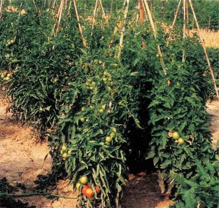 Emergency Survival Seeds 25 Variety Tomato Seed Cache Cherry, Beefsteak and Roma