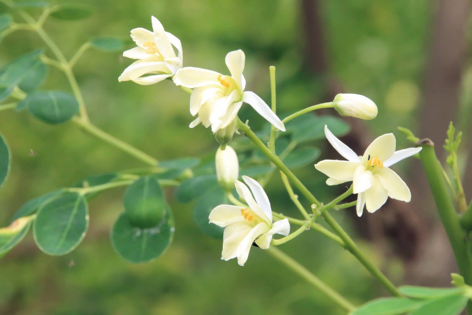 Tropical Seeds -Moringa oleifera ODC -Hybrid Tropical 10 Seeds for Planting