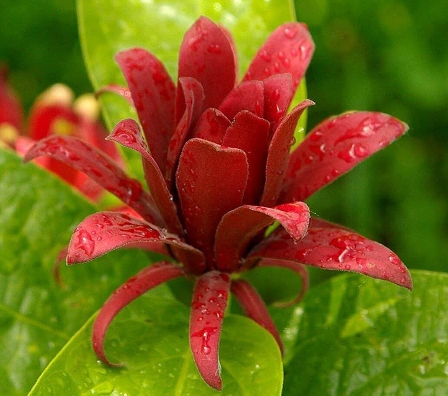 5 Sweet Shrub 12-24″ Calycanthus floridus Bare Root