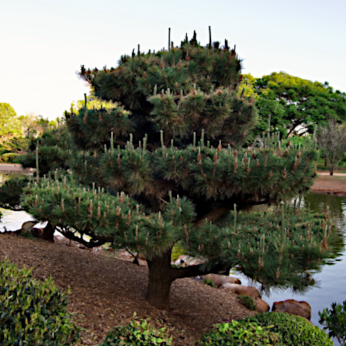 20 JAPANESE BLACK PINE TREE SEEDS (Pinus thunbergii) “Easy & Famous for Bonsai”