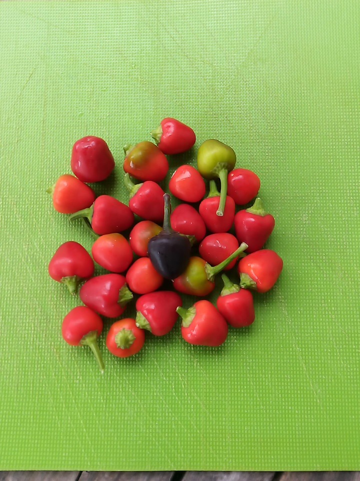 Purple Side Kick Pepper Seeds (Sweet&Spicy)