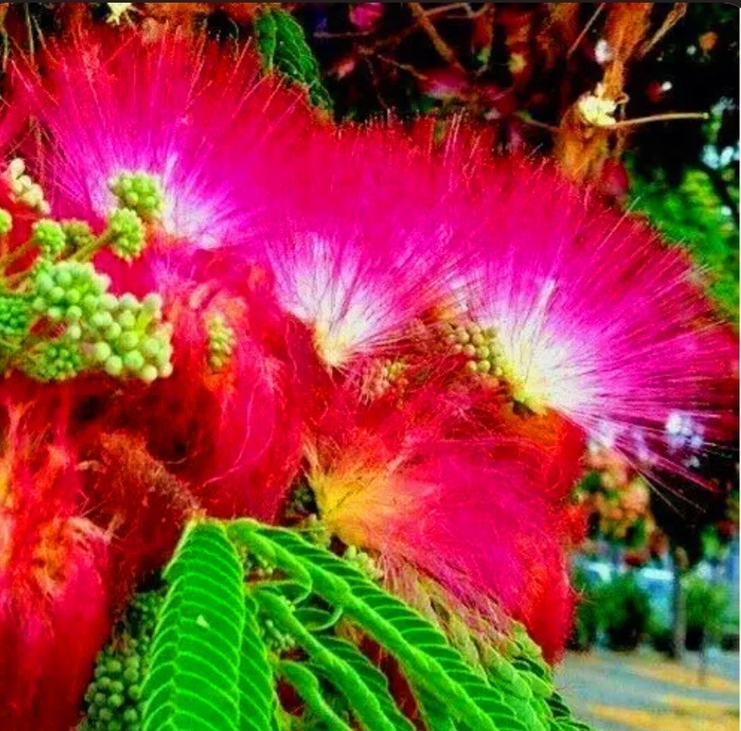 100 Mimosa Silk Tree Seeds Albizia Julibrissin Persian Silk Tree Red Blooms