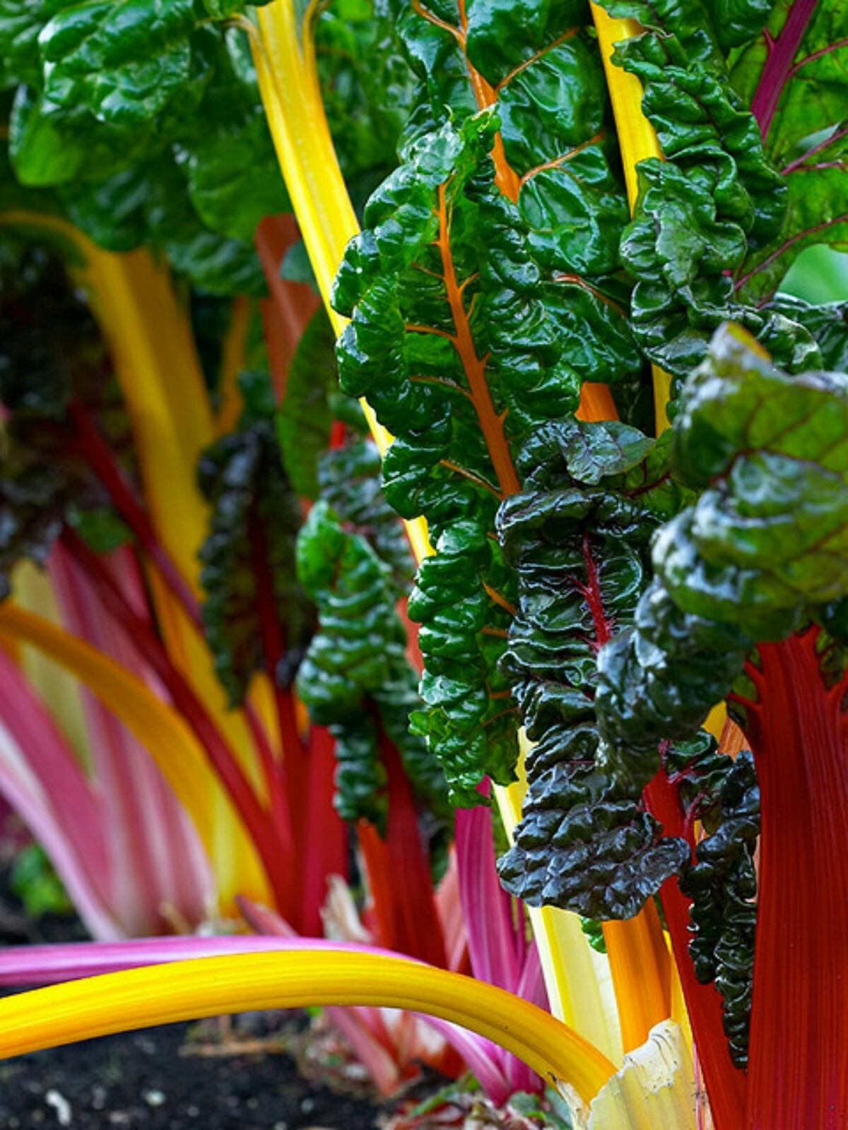 Swiss Chard- Rainbox Mix- 100+ 2021 Seeds Great for Fall or Spring