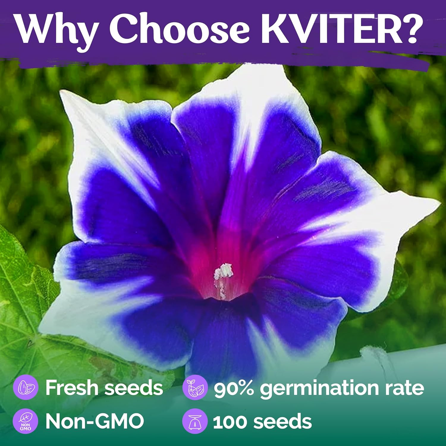 100 Blue & White Morning Glory (Ipomoea) – Perennial Flower for Planting, Clim